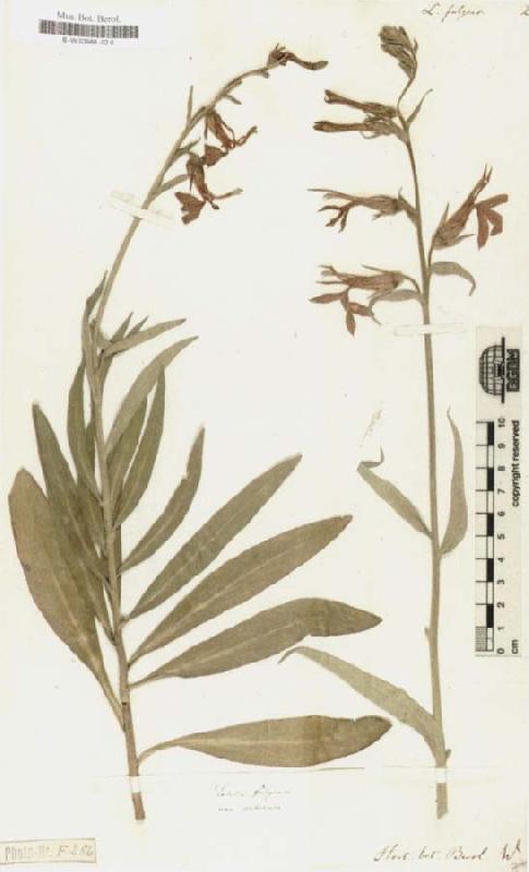 Alexander von Humboldt Lobelia Fulgens